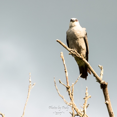 White-tailed Kite_20170527_007